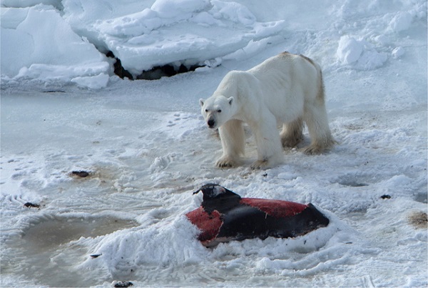 Osos polares obligados a comer delfines por el cambio climático