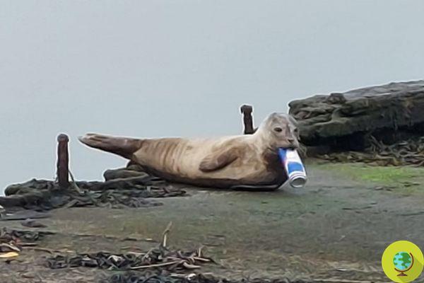 Policía salva a foca que corría peligro de asfixiarse por una lata clavada en la mandíbula