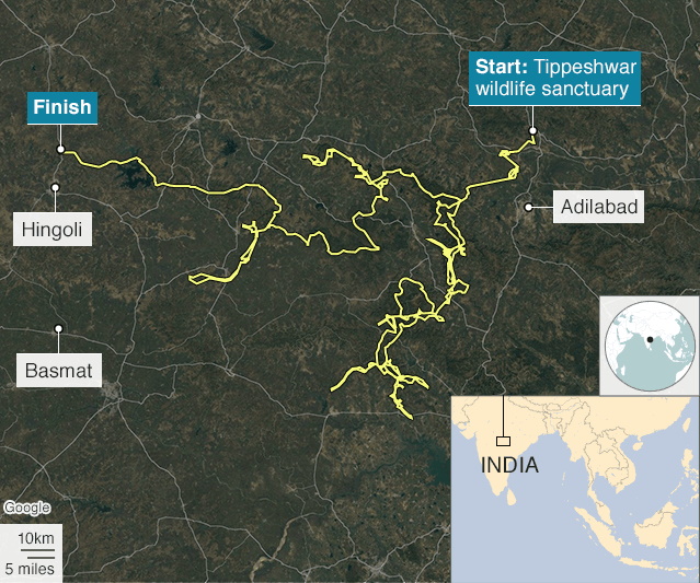 El tigre que recorrió 1300 km en 150 días en la 'caminata' más larga de la historia