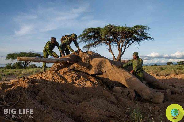 África llora la desaparición del elefante Tolstoi, que murió herido de lanza