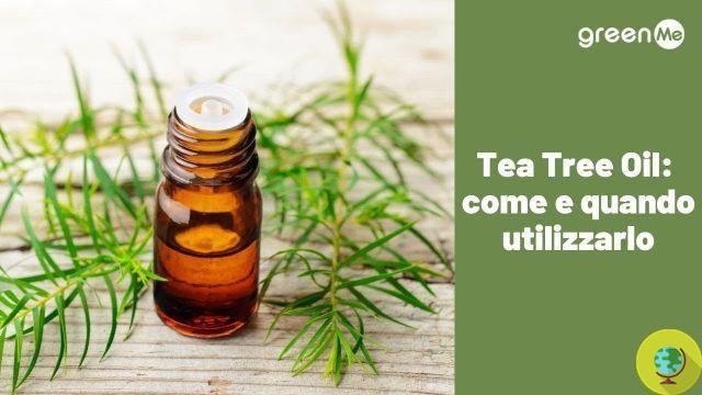 Aceite de árbol de té: 15 usos inesperados del aceite esencial antibacteriano más versátil de todos