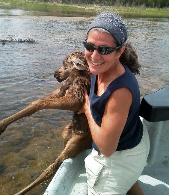 Ginecólogo rescata cachorro de alce del río