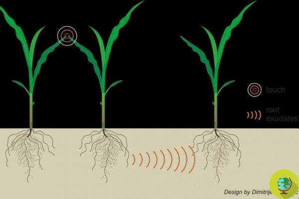 Las plantas se comunican entre sí mediante redes subterráneas (y saben lo que sucede en la superficie)