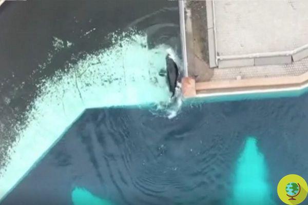 Kiska is increasingly desperate and self-defeating, as a new shocking video shows. Let's save the loneliest killer whale in the world!