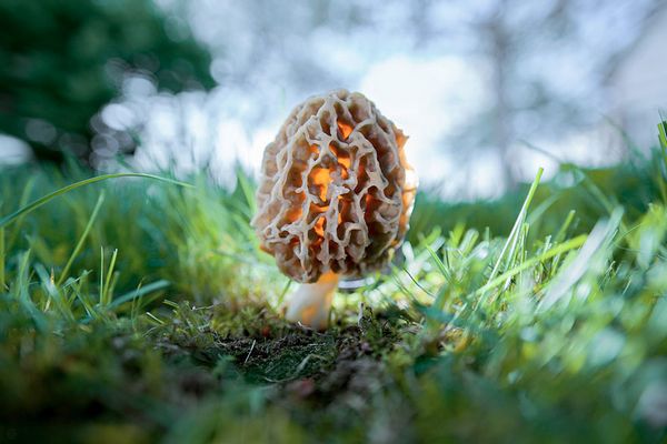 Mushrooms: the most beautiful, colorful and (sometimes) fatal in the world