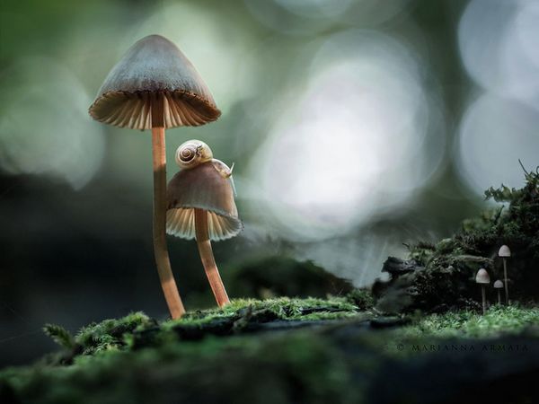 Mushrooms: the most beautiful, colorful and (sometimes) fatal in the world