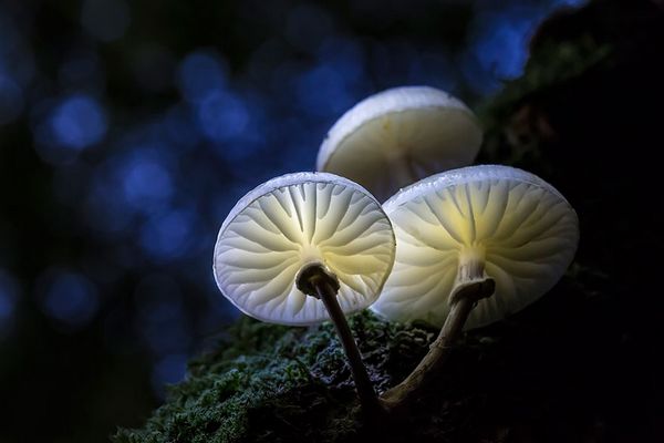 Cogumelos: os mais bonitos, coloridos e (às vezes) fatais do mundo