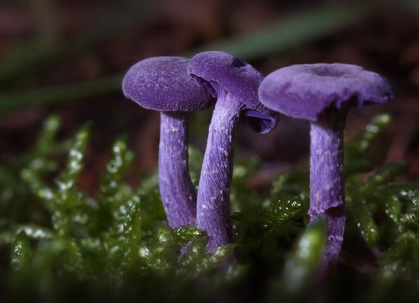 Cogumelos: os mais bonitos, coloridos e (às vezes) fatais do mundo