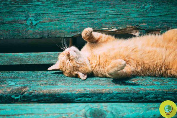 Summer heat: how to protect our cats?