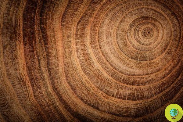 Dendrologia: as árvores nos contam sobre o passado e nos ajudam a entendê-lo