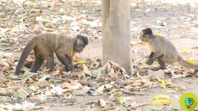 Machos chapados: o namoro extremo de alguns macacos brasileiros (VÍDEO)