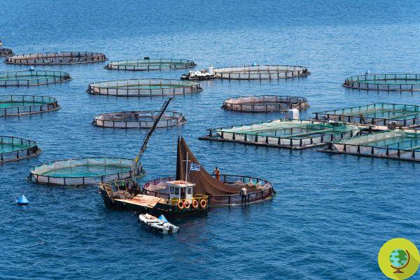 The drugs used in fish farms 