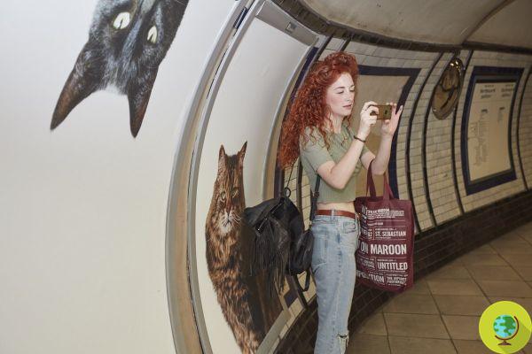 No metrô de Londres fotos de gatos de rua em vez de anúncios para encontrar um lar para eles