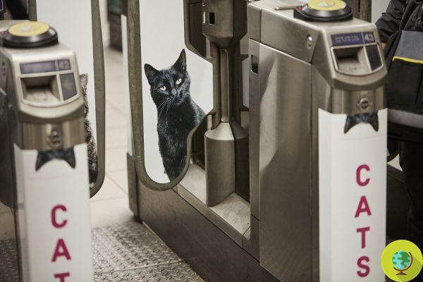 At the London Underground photos of stray cats instead of advertisements to find them a home