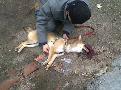 Animais feridos na rua: não ajudar é crime. O decreto de execução foi publicado