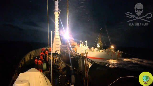 Chasse illégale au thon rouge : le gouvernement maltais poursuit le dirigeant de Sea Shepherd pour diffamation