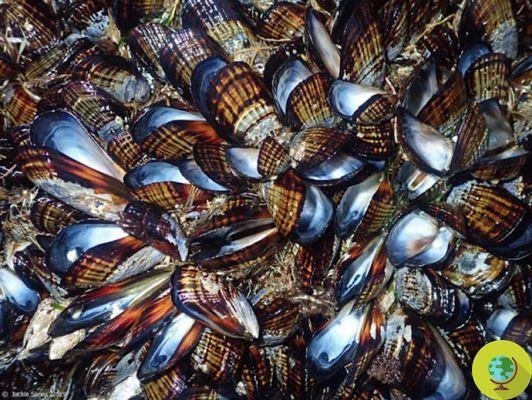 The sea is too hot: the mussels are cooking in their own shell