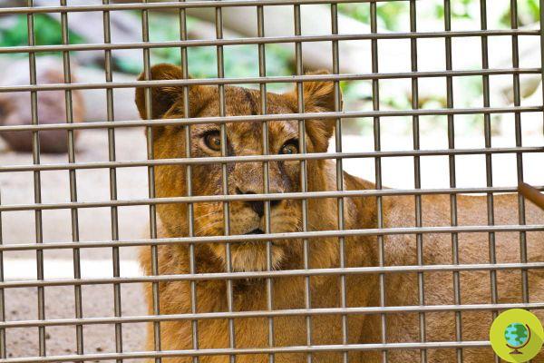 Leoa mata um tratador do zoológico de Teerã e escapa da jaula junto com outro leão
