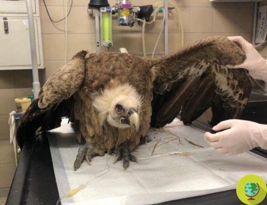 Un vautour fauve est abattu dans les Alpes piémontaises : très grave épisode de braconnage (encore un)