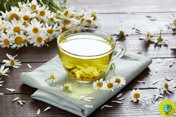 How good is a cup of chamomile tea? More than you expect!