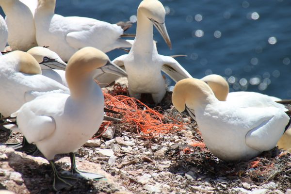 Resíduos plásticos chegam ao Ártico: vida marinha na Groenlândia em risco