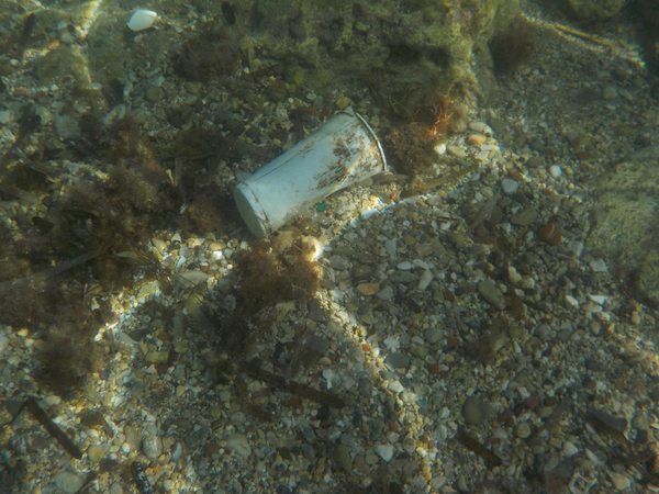 Los desechos plásticos llegan al Ártico: la vida marina en Groenlandia en peligro