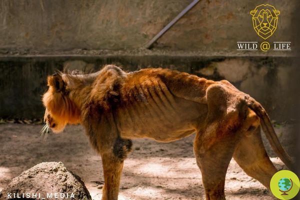 Shadow, el león esquelético de un zoológico de Nigeria que corre el riesgo de no lograrlo