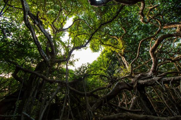Great Banyan Tree: A maior do mundo, sozinha é do tamanho de uma floresta