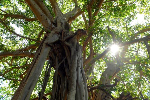 Great Banyan Tree: The largest in the world, it alone is the size of a forest