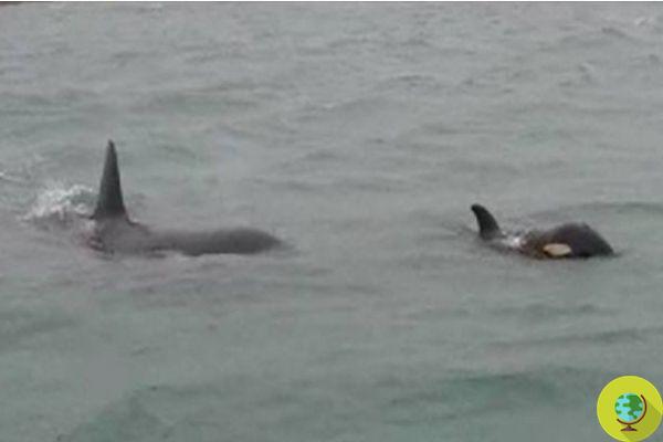 Genoa: very rare sighting of 3 killer whales in the Voltri sea, but perhaps this is not good news