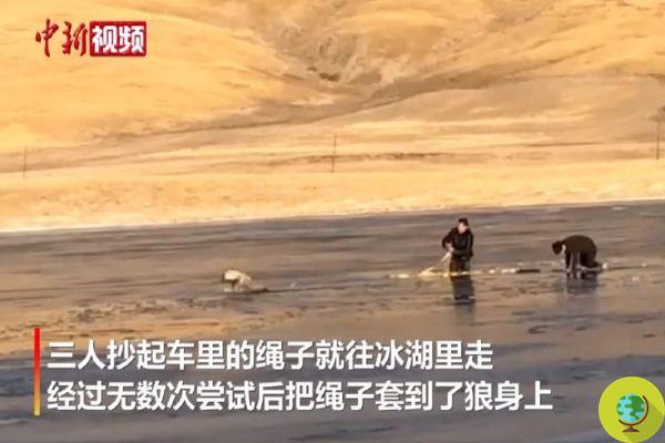 Wolf se retrouve dans un lac gelé, deux policiers risquent leur vie pour le sauver