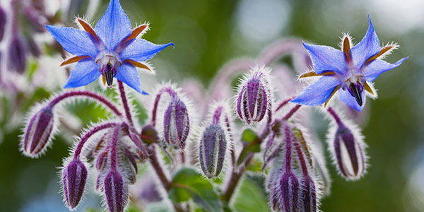 Borage oil: properties, benefits, uses, contraindications and where to find it