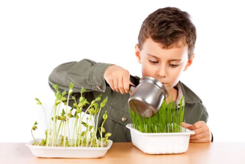 8 little tips to make children appreciate vegetables