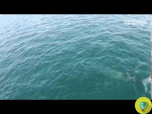 La extraordinaria magia de la ballena que lanza arcoíris (VIDEO)