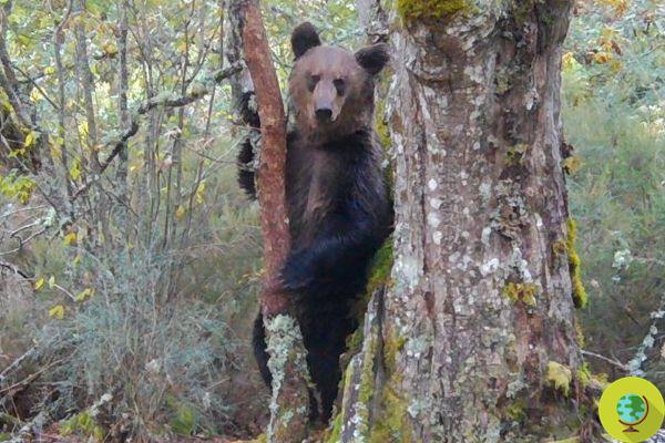 O urso pardo finalmente retorna à Galiza, Espanha: espécime avistado após 150 anos