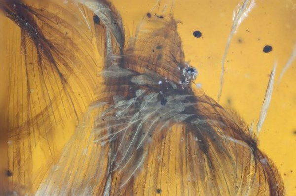 Belone, el ave récord escondida en ámbar durante 100 millones de años