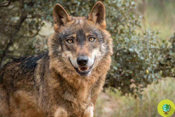 Vittoria, la chasse au loup est interdite dans toute l'Espagne ! Décision historique