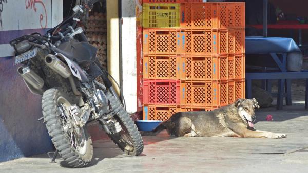 O boliviano Hachiko: o cachorro que chora por seu dono há cinco anos