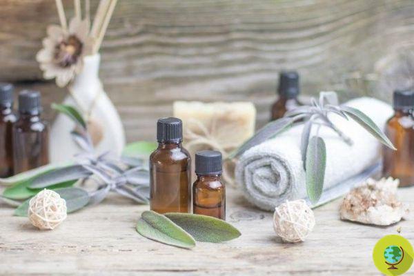Sage essential oil: properties, how and when to use it, contraindications