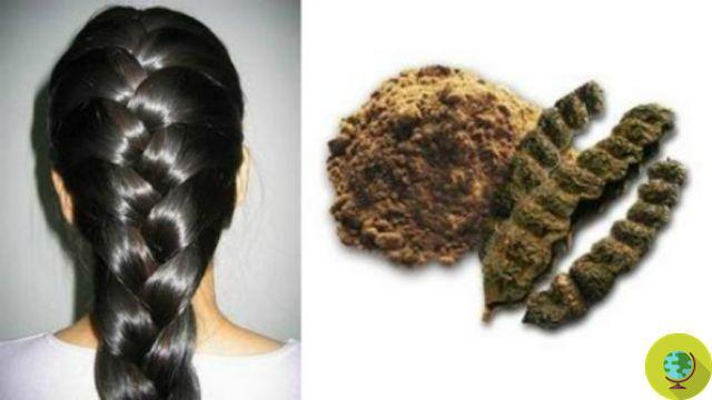 Shikakai: cómo usar el polvo indio para lavar el cabello