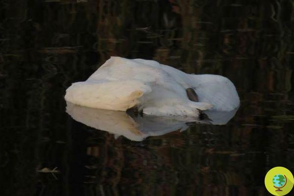 Thirty swans found dead because of the bread thrown by tourists