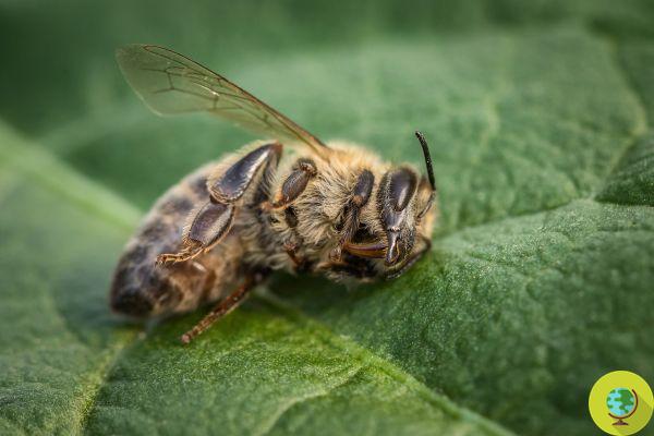 Bélgica reautoriza imidacloprid, un pesticida neonicotinoide que mata abejas
