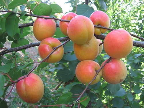 Apricots: in Tuscany an oasis to cultivate and rediscover ancient varieties