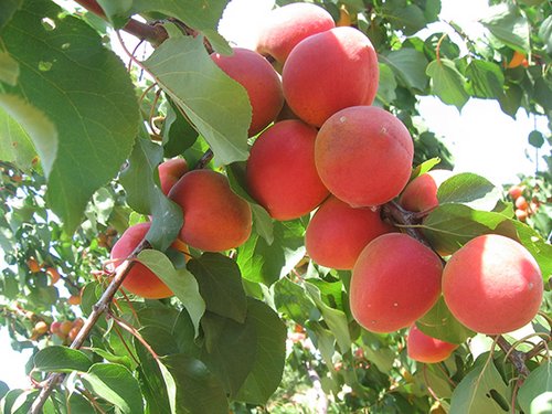Apricots: in Tuscany an oasis to cultivate and rediscover ancient varieties