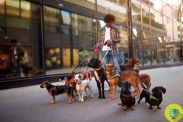 Berlim, a cidade europeia onde todos os cães gostariam de viver