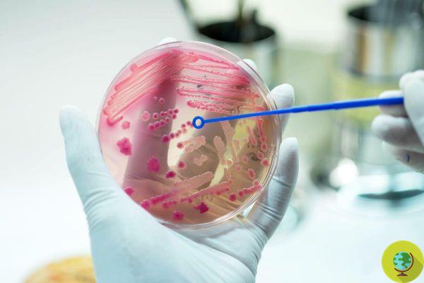 Descoberto assassino de superbactérias resistentes a antibióticos. eu estudo