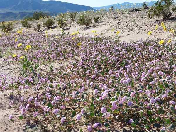 Le spectacle rare et coloré de la floraison dans la Vallée de la Mort (PHOTO)