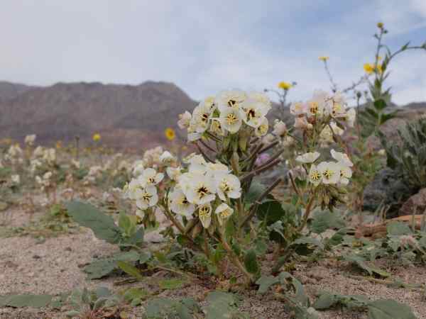 O raro e colorido show de floração no Vale da Morte (FOTO)