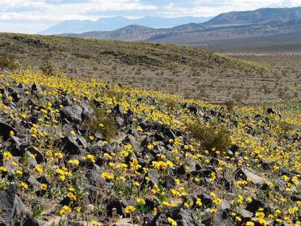 El raro y colorido espectáculo de la floración en el Valle de la Muerte (FOTO)