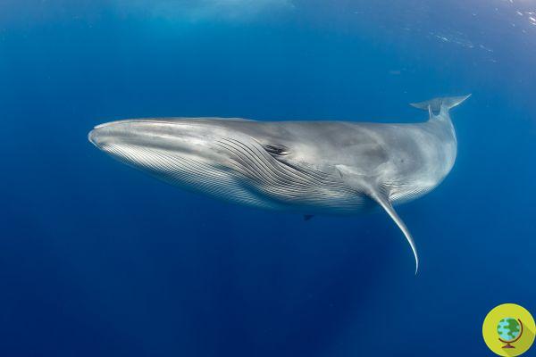 En Canarias, el primer sitio Patrimonio Europeo para la protección de ballenas y delfines